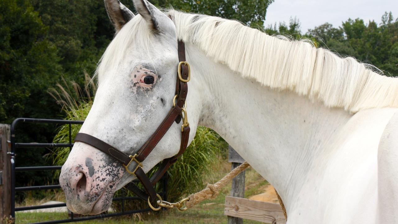 Few-spot Appaloosa