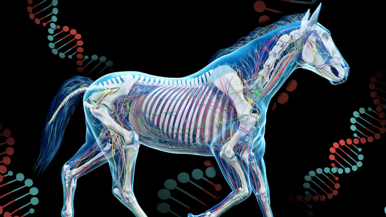 Diagram of horse anatomy with DNA background