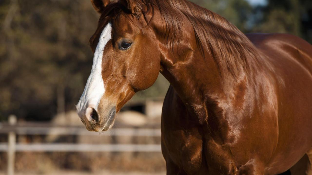 Quarter horse