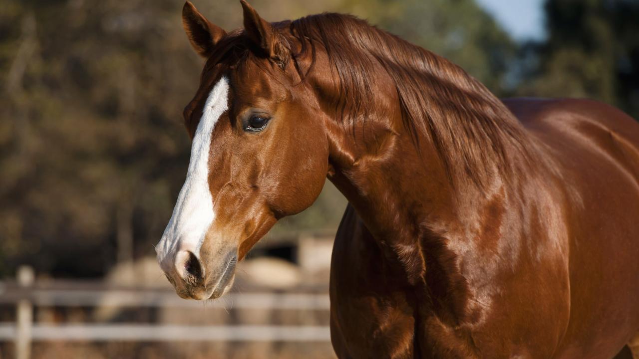 Quarter horse
