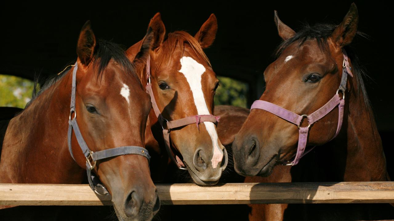 Thoroughbred horses