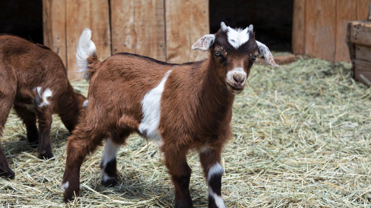 Young brown and white myotonic goat standing on hay-covered floor in front of a barn