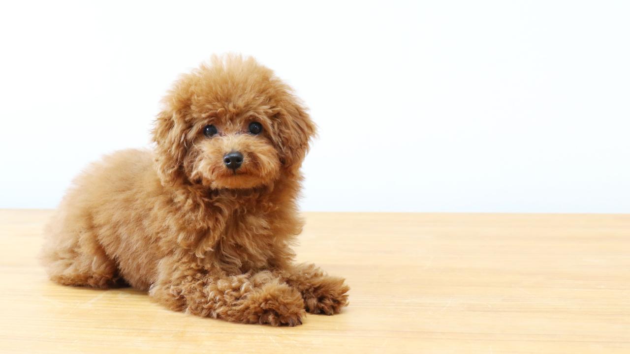 G & g toy poodles clearance