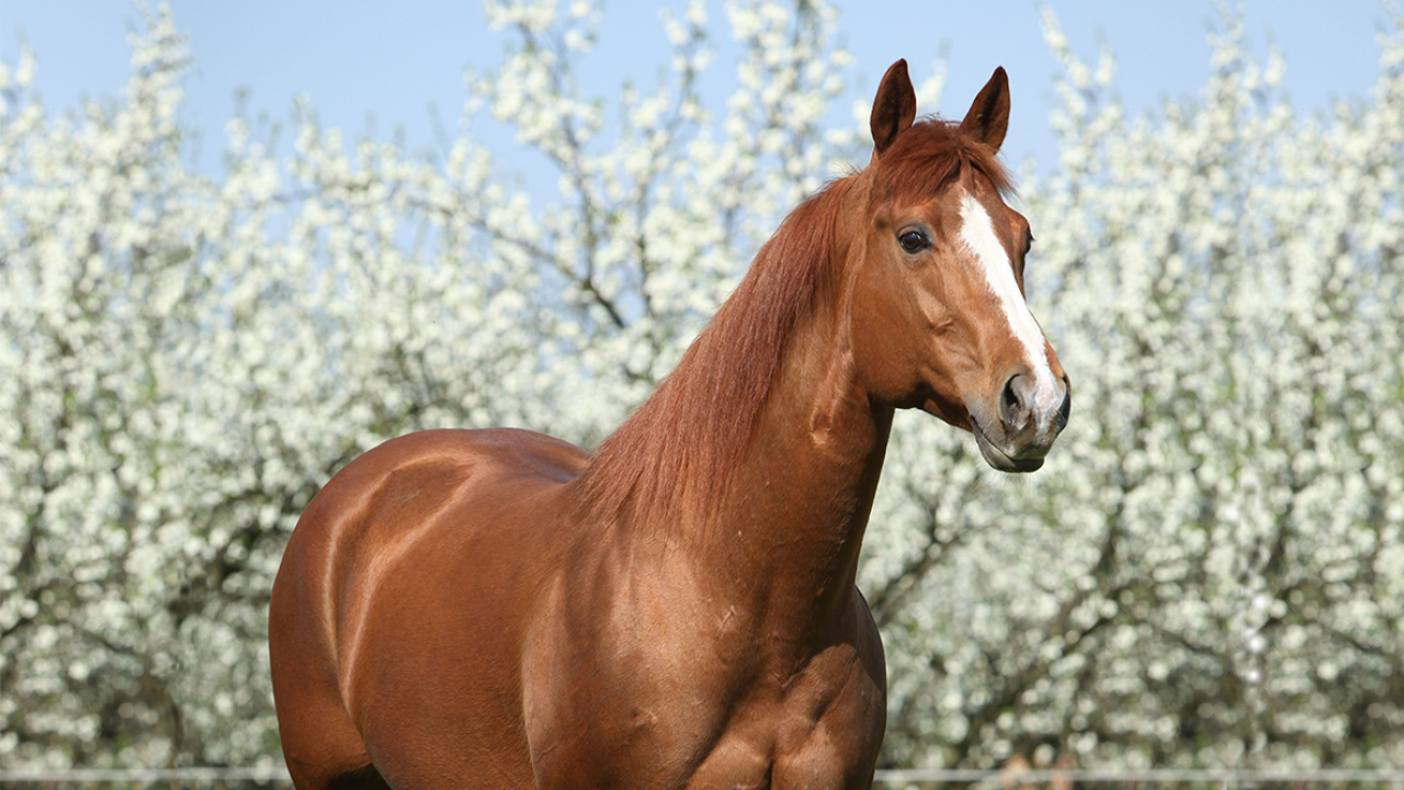 Quarter horse with almond blossoms