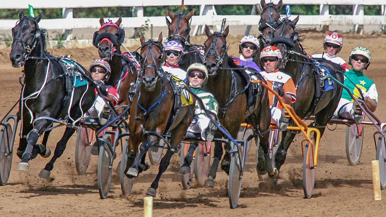 Standardbred horses