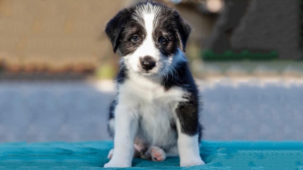 black and white puppy