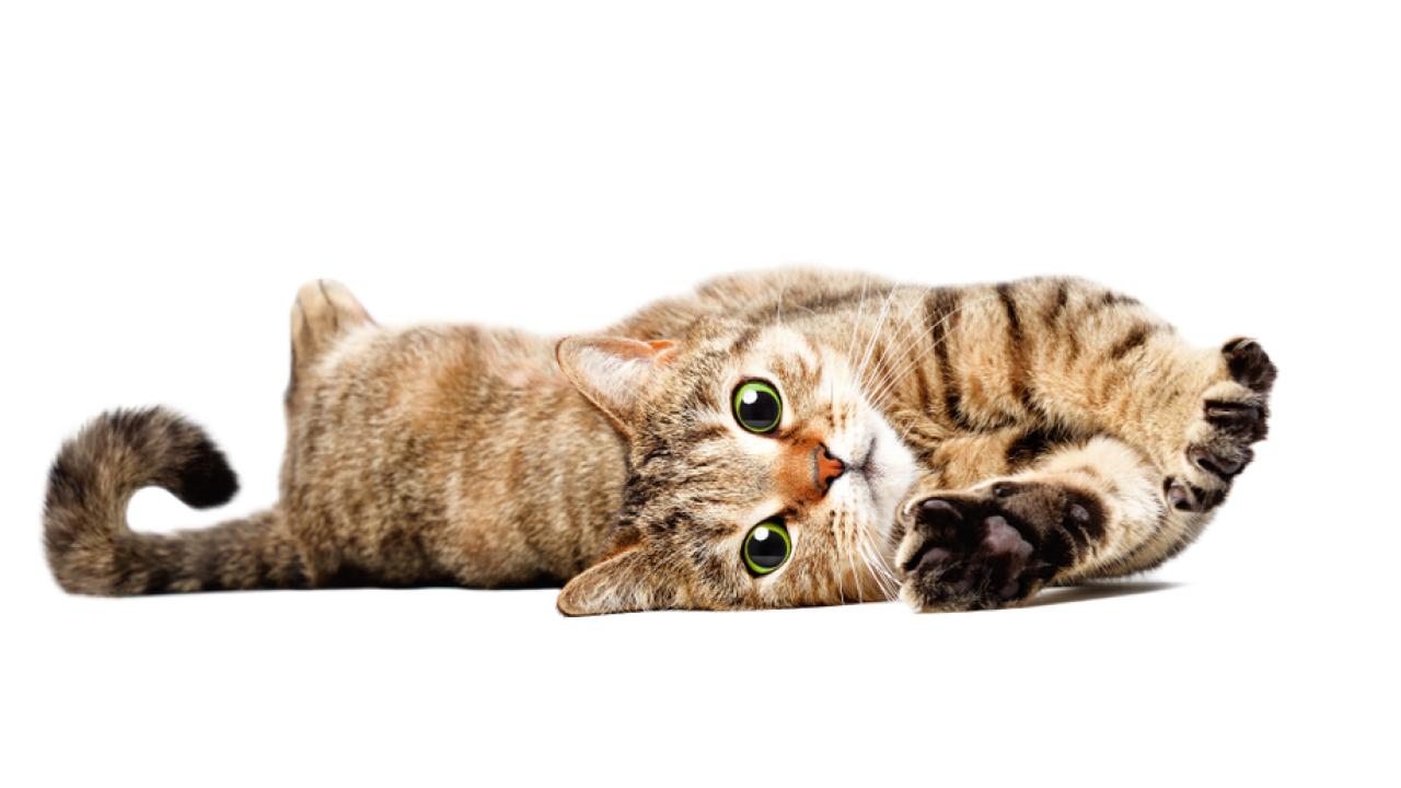 Cat stretching out