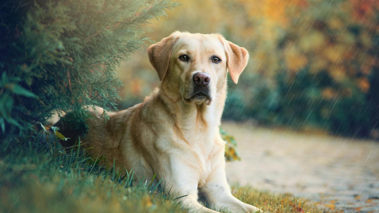 Yellow labrador retriever laying down under a bush