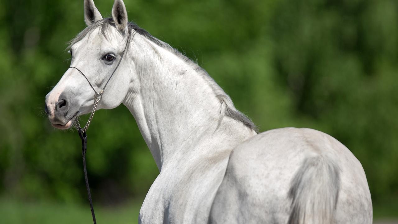 Gray horse looking over its shoulder to the viewer