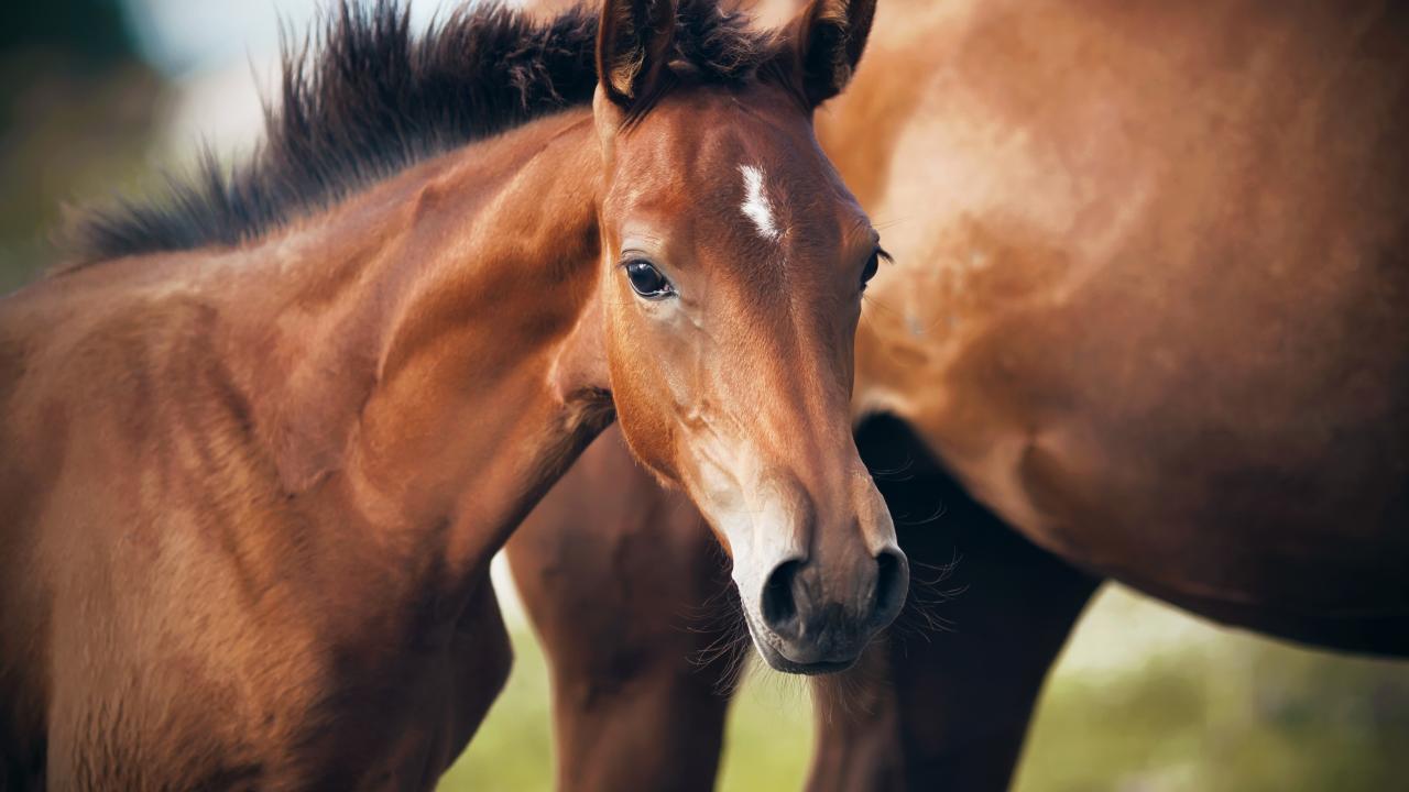 Thoroughbred chestnut foal with white markings