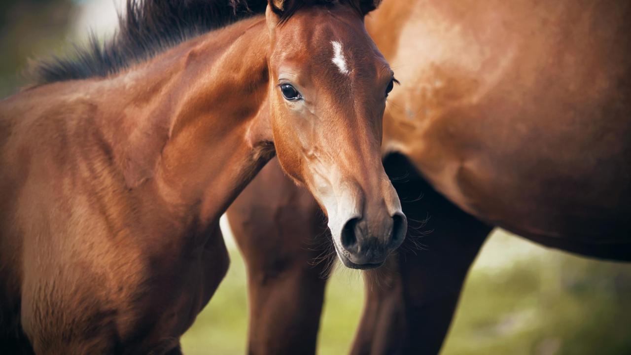 Thoroughbred chestnut foal with white markings