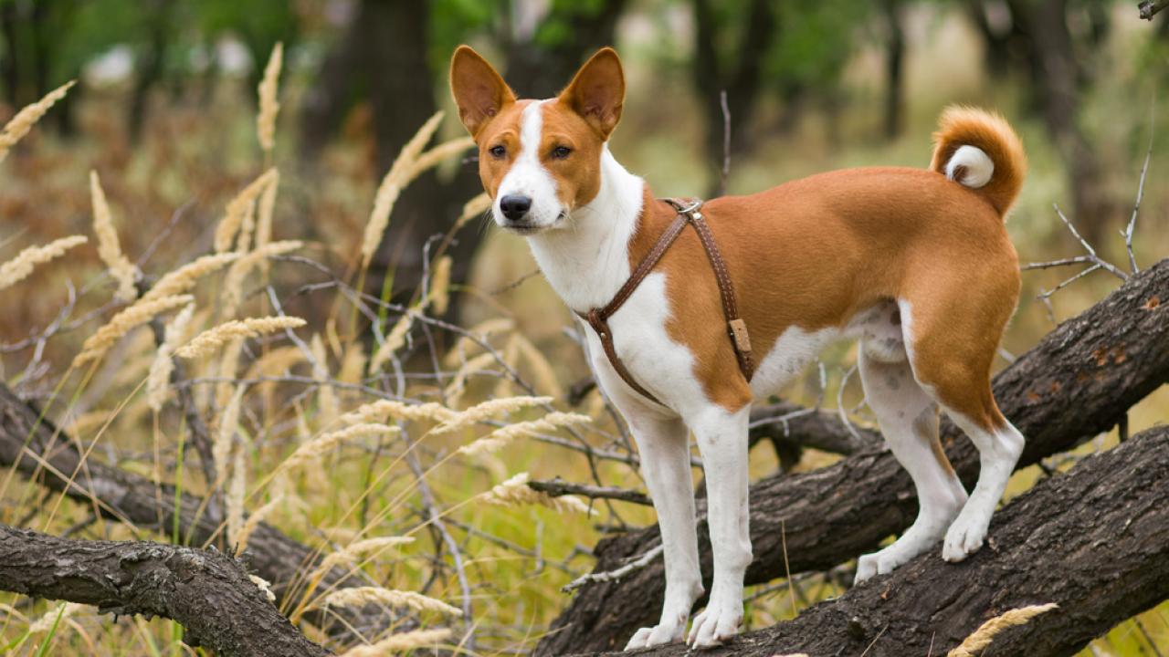 Basenji dog standing on a log