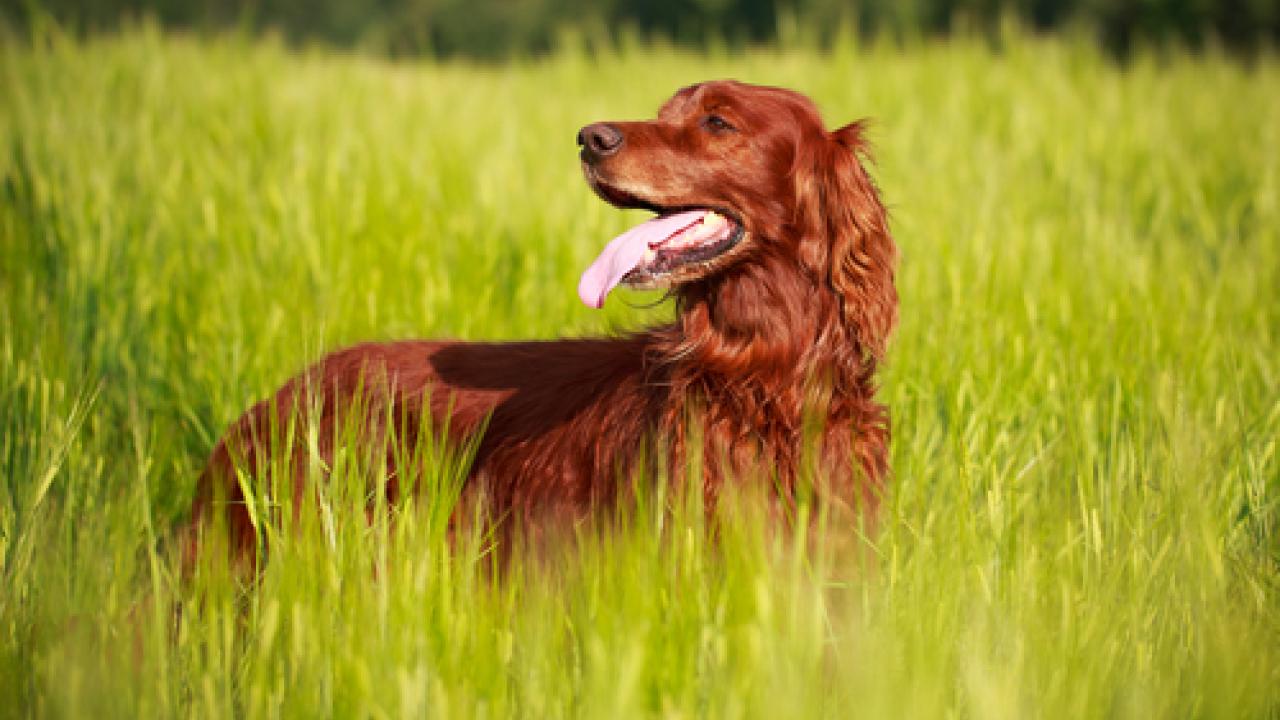 Irish Setter in field