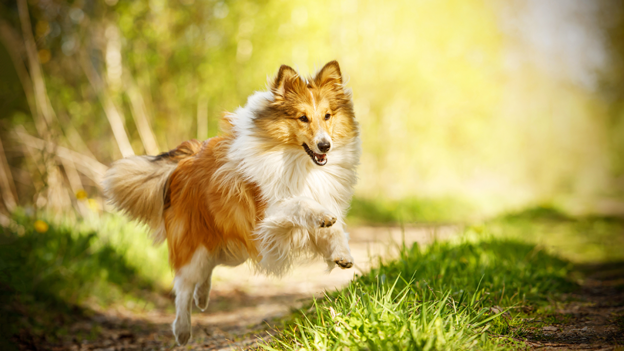 A Shetland Sheepdog running on grass in sunny day