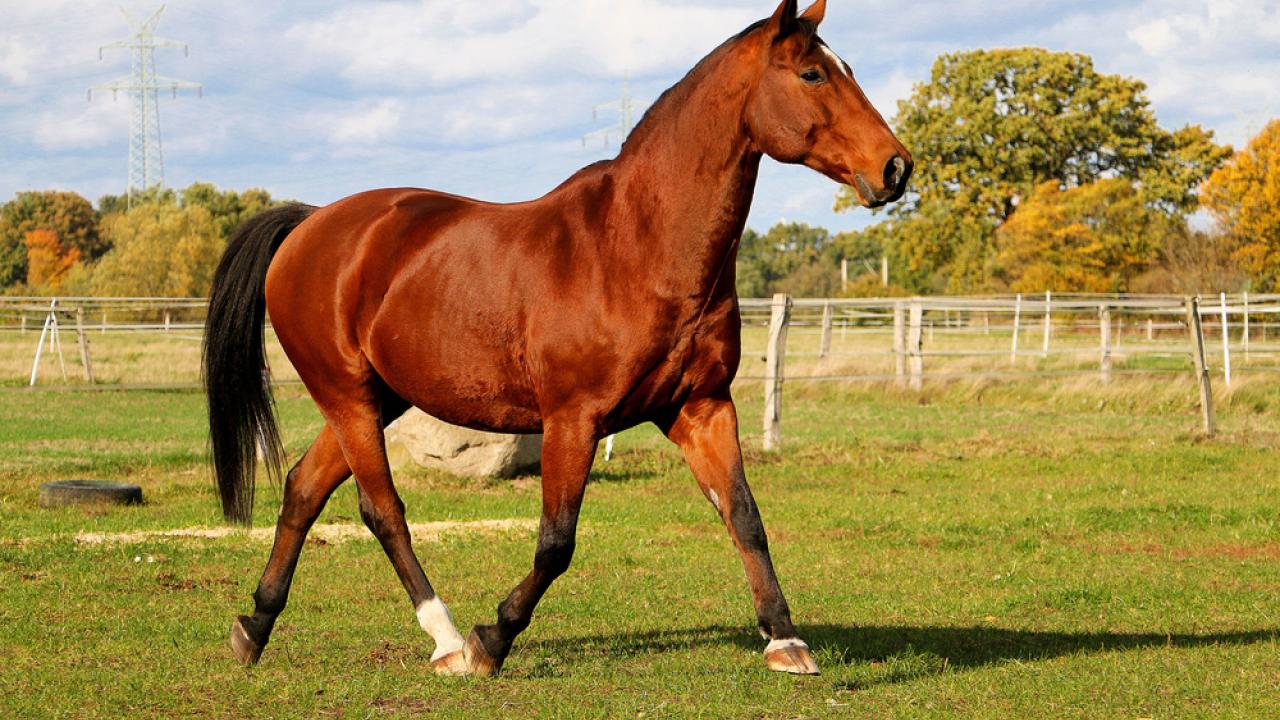 Horse in a field