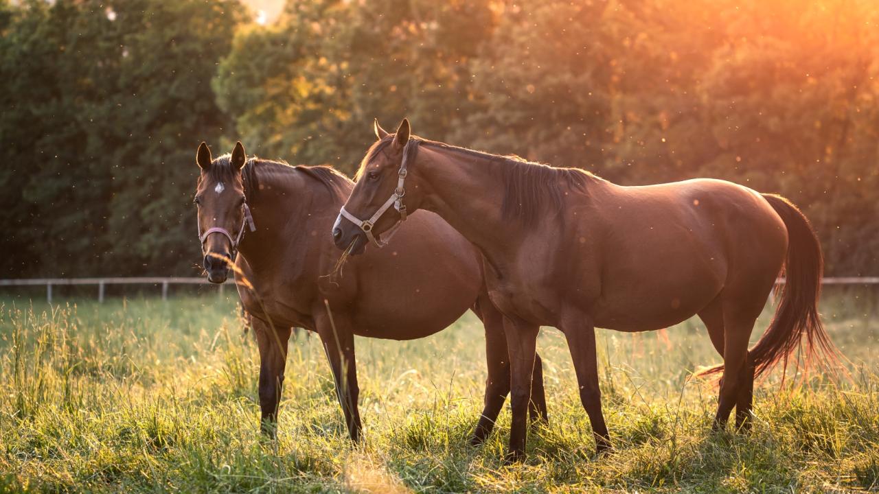 Two pregnant mares standing in a grassy field