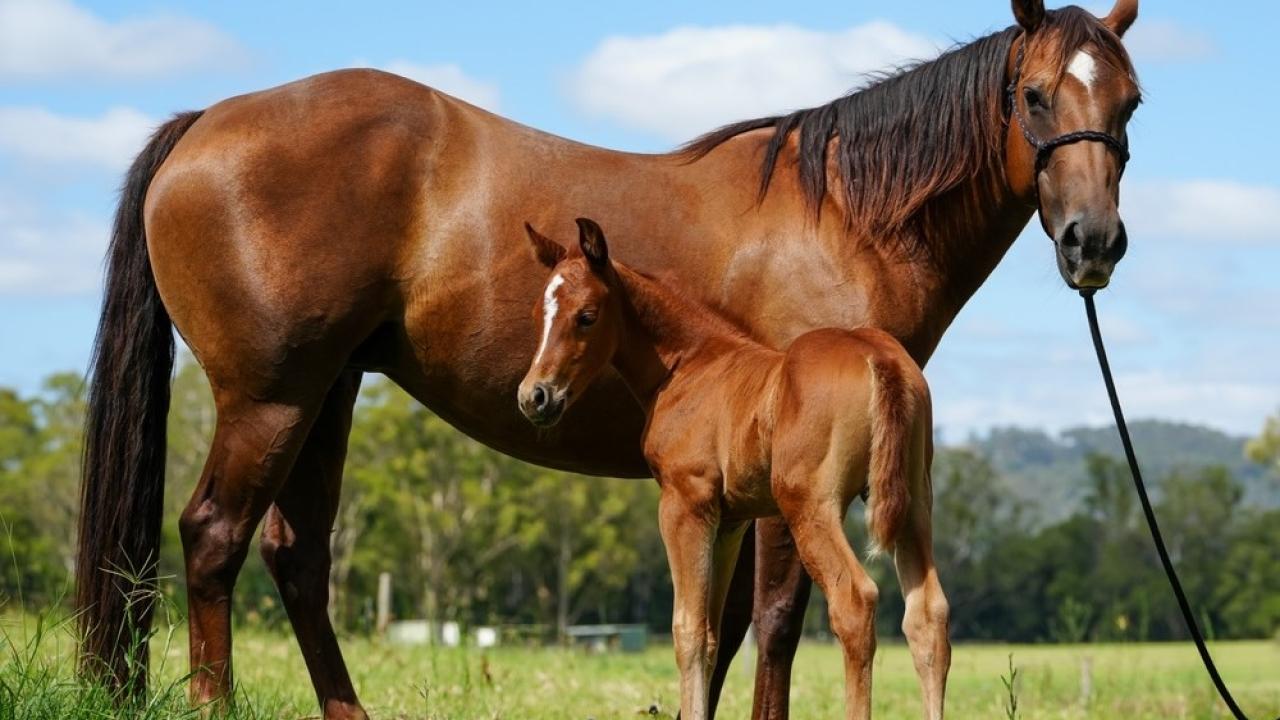Young Quarter horse foal standing by its mother on a grassy field.