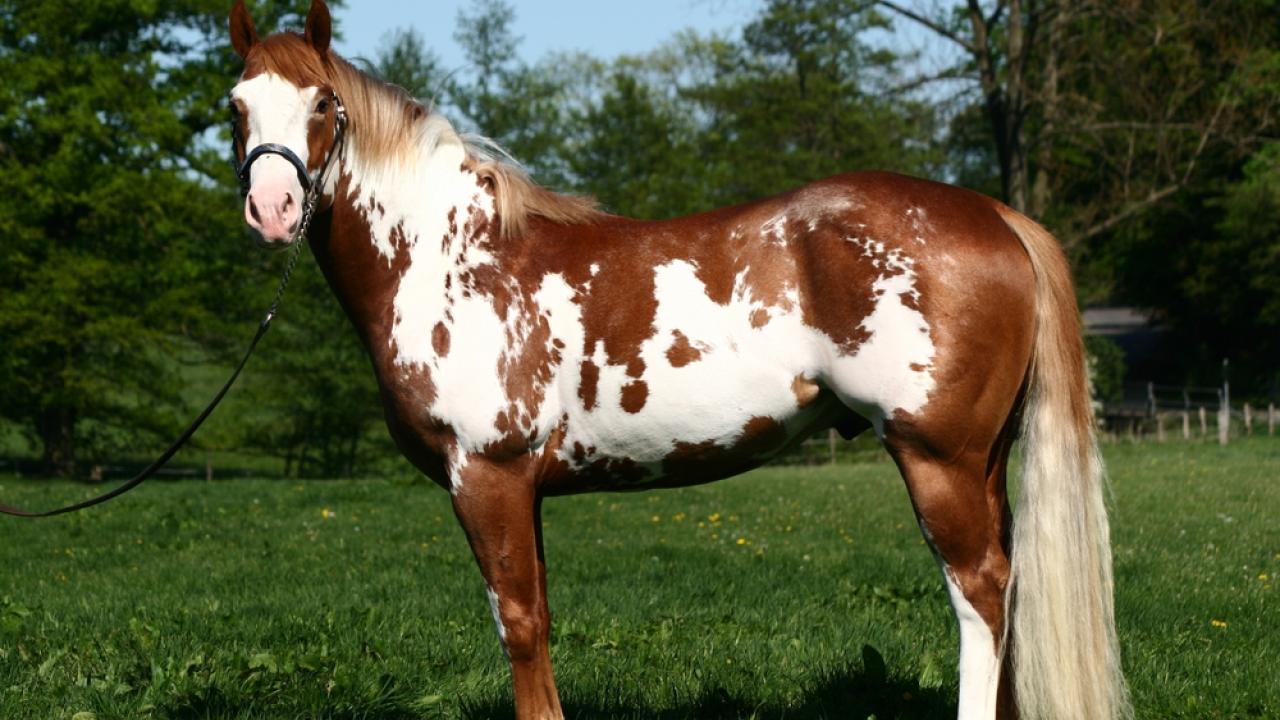 A chestnut paint horse with diffuse white patterning standing on a grassy area with trees on the background.