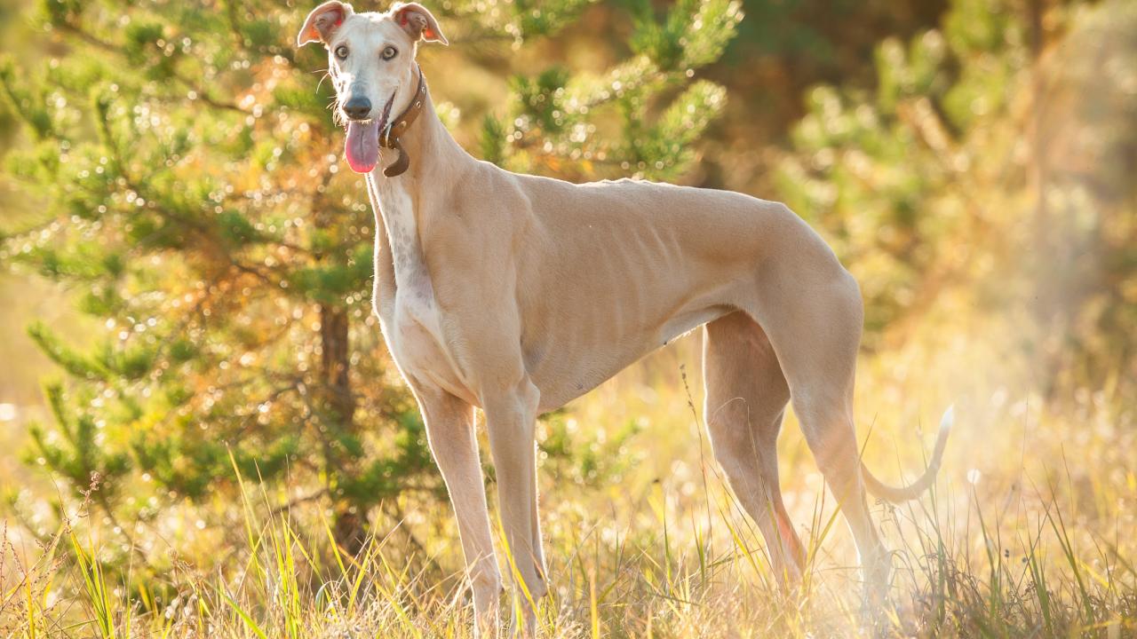 A tan greyhound dog standing in a dry yellow grassy area
