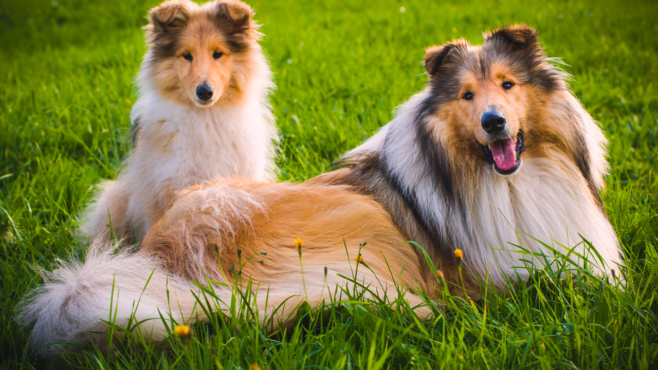 An adult Collie and its puppy sitting on a grassy field.