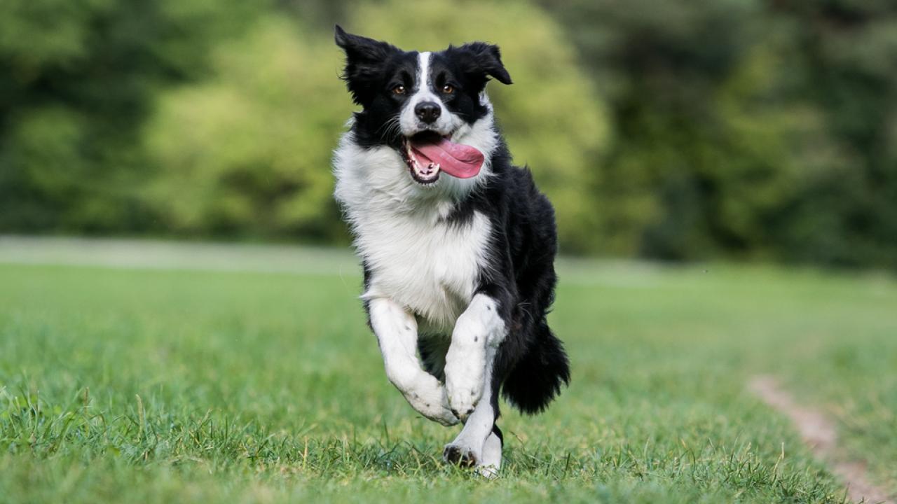 Border collie running in a grassy field