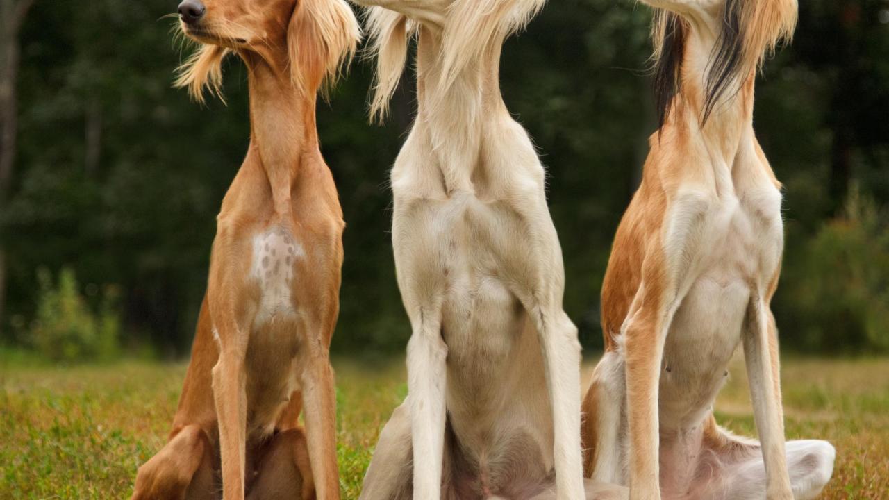 Three Saluki dogs sitting on the grass looking up.