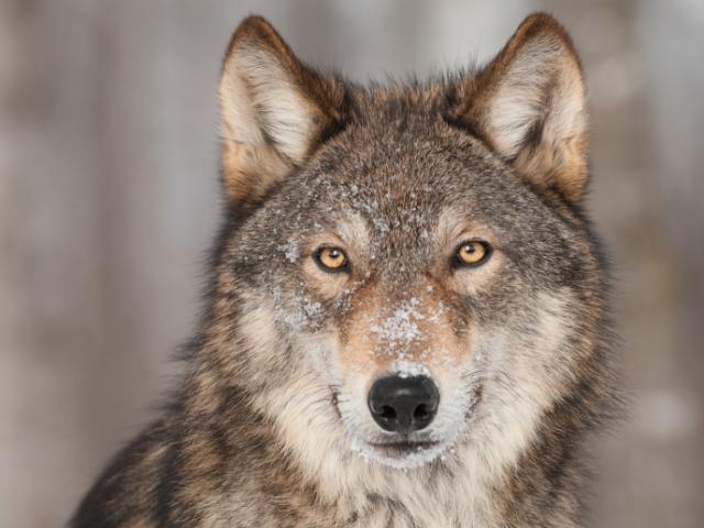 Wolf Veterinary Genetics Laboratory
