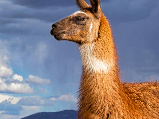Llama