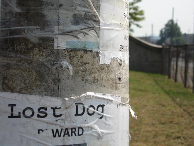 Lost Dog Poster