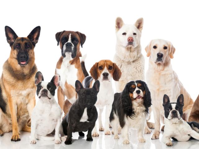 Dogs