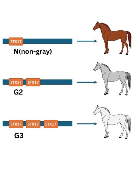 Genetic illustration showing horse color variations: non-gray, gray, and white.