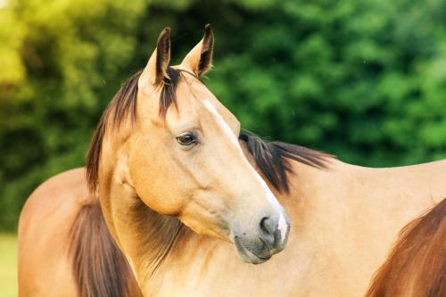 Buckskin quarter horse