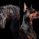 Friesian Horse and Doberman Pinscher portraits
