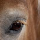 Belgian horse eye