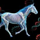 Diagram of horse anatomy with DNA background