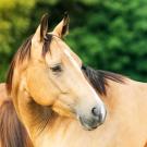 Buckskin quarter horse