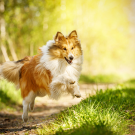 A Shetland Sheepdog running on grass in sunny day