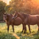 Two pregnant mares standing in a grassy field 