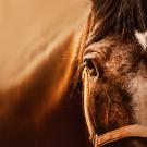 Close up of a horse's face