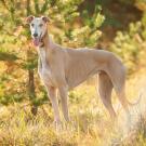 A tan greyhound dog standing in a dry yellow grassy area