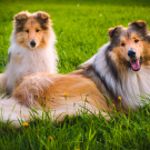 An adult Collie and its puppy sitting on a grassy field.