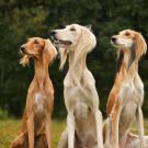 Three Saluki dogs sitting on the grass looking up.