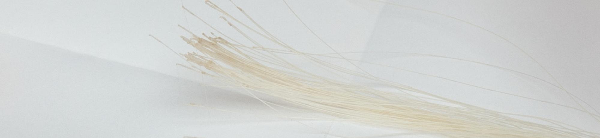 A sample of animal hair. Banner image courtesy of Katy Robertson.