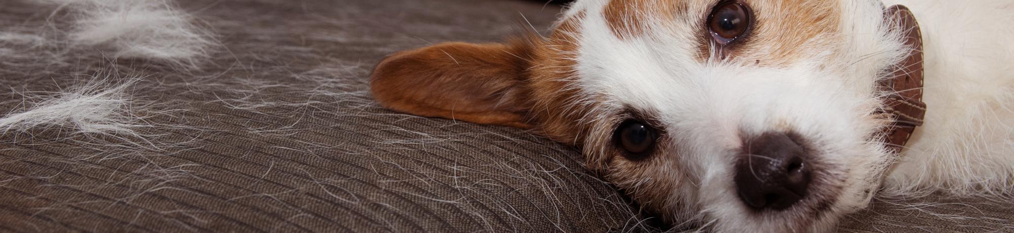Dog on couch covered with dog hair