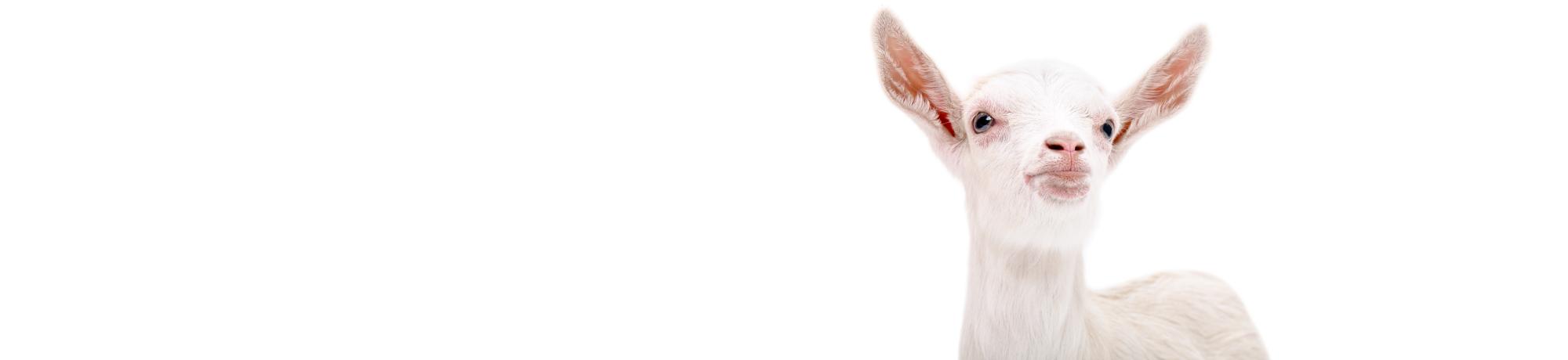 Goat DNA Sampling - White Goat