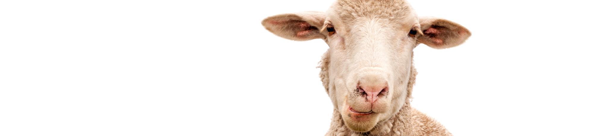 Why Sheep? ‎– Sampling Concerto Why Sheep? ‎– Sampling Concerto VINTAGE FARM SHEEP 2.75” X 4