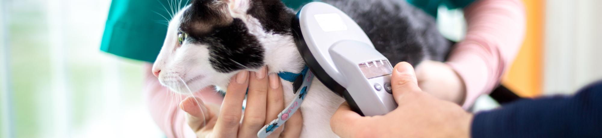Cat microchip check