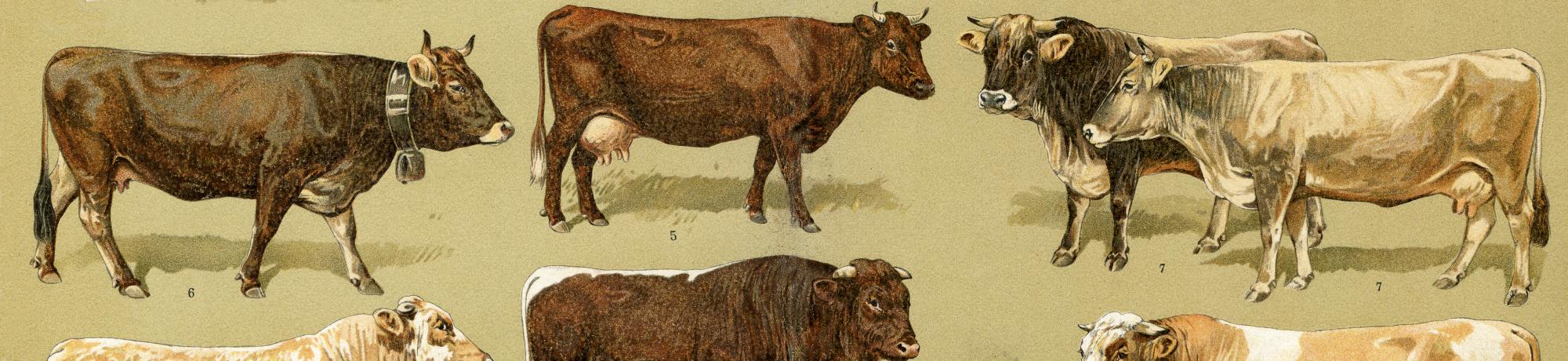 Cattle Breeds