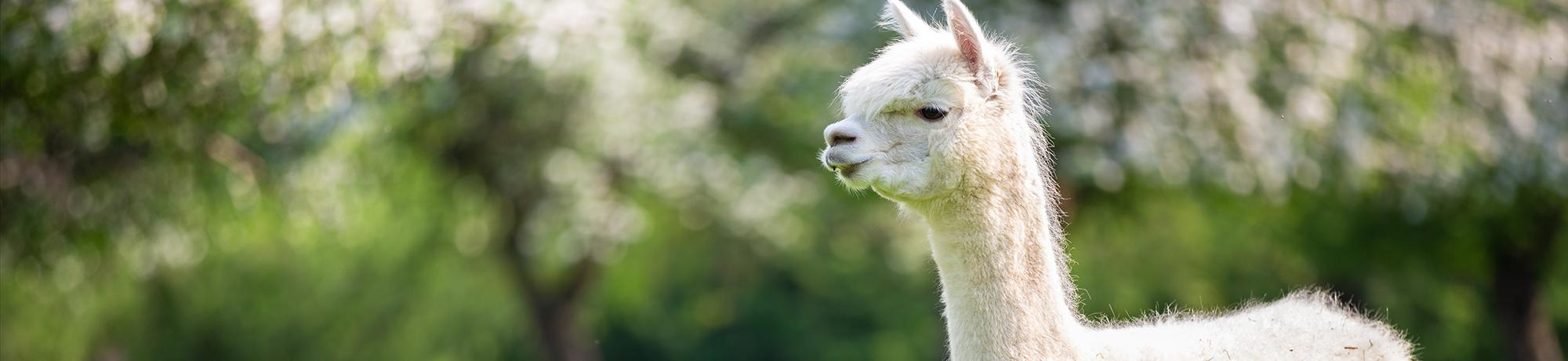 Alpaca