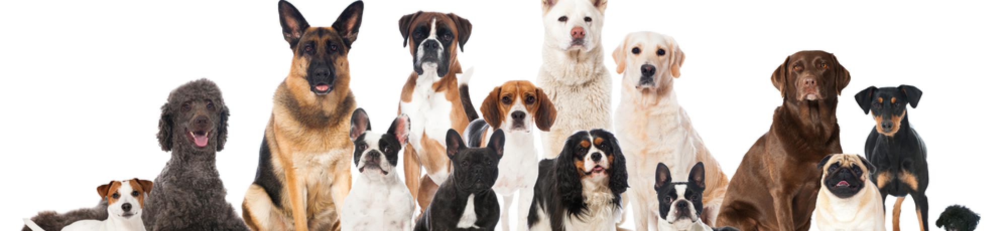 Dogs